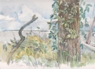 portfolio_gal/Aquarelle/_thb_Piney Point.jpg